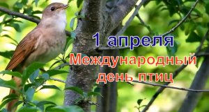 Международный день птиц.1 апреля.