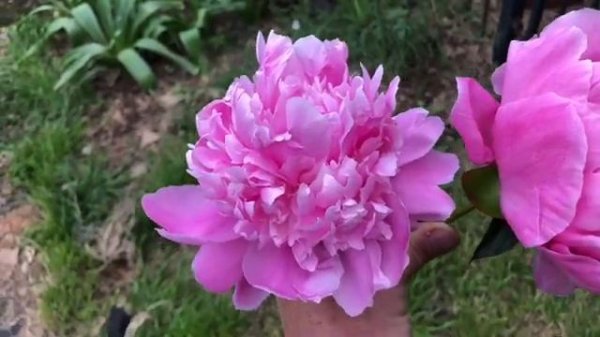 Peony Comparisons, Dr Alexander Fleming & Mon Jules Elie