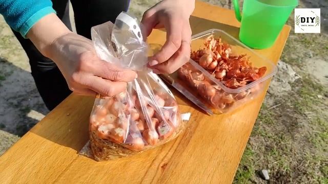 Как вырастить зеленый лук в пакете с опилками на подоконнике Лук на зелень своими руками Перо смотреть онлайн