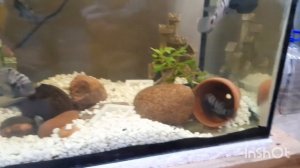 чья икра? сюрприз от чернополосых цихлазом!