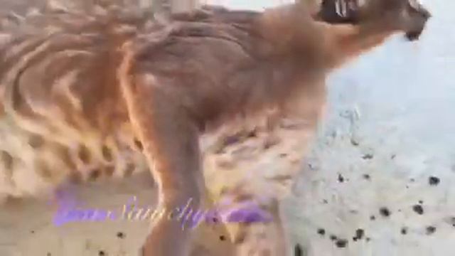 Каракал Рикси нравится на терассе смотреть онлайн
