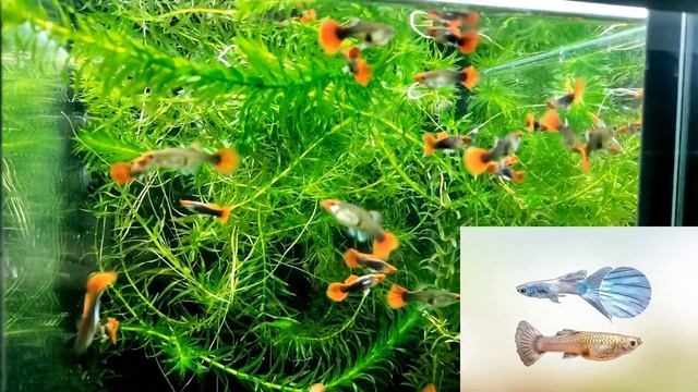 КАК ОПРЕДЕЛИТЬ ПОЛ У ГУППИ - аквариумистика смотреть онлайн