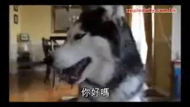 Говорящие собаки! Прикольные животные. funny animals смотреть онлайн