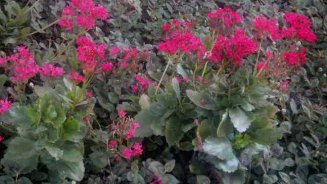 Succulent Plants, Aizoaceae, Crassulaceae Plants, Flowers