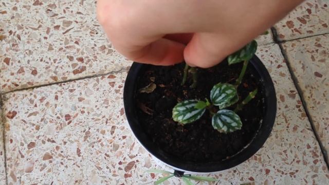 МОИ ДОМОЧАДЦЫ....комнатные цветы смотреть онлайн