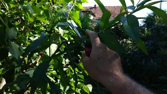 Правильный УХОД за привитым Деревом (персик...) смотреть онлайн