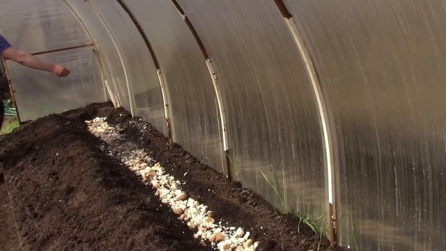 Садим метровую рассаду помидор в теплицу лёжа. смотреть онлайн