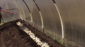 Садим метровую рассаду помидор в теплицу лёжа.