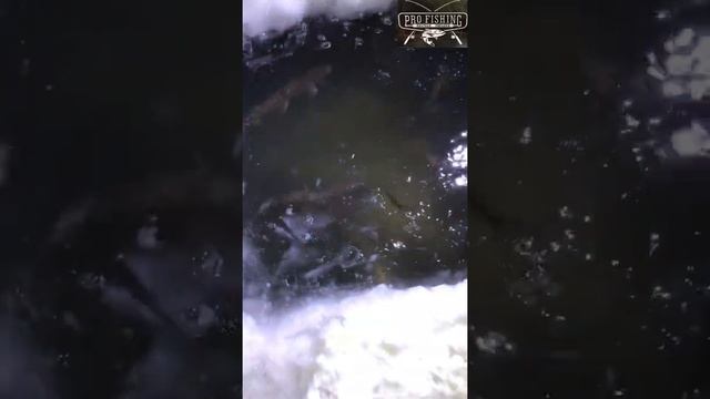 Зарыбление щука смотреть онлайн