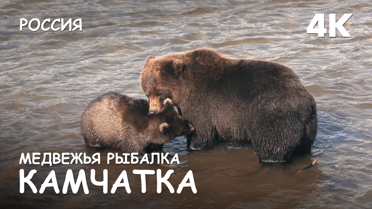 Мир Приключений - Медведи на рыбалке. Курильское озеро. Камчатка. 4К. смотреть онлайн