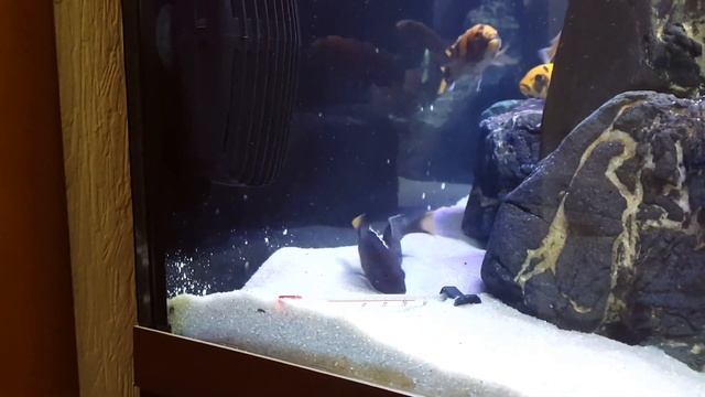 Pseudotropheus acei Itungi spawning & Metriaclima 'elongatus Chewere' смотреть онлайн