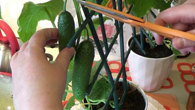 Комнатные огурчики. Вкусно, полезно и интересно.. смотреть онлайн