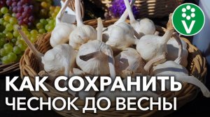 ПОСЛЕ ЭТОГО ЧЕСНОК БУДЕТ ХРАНИТЬСЯ КАК НИКОГДА ДОЛГО!