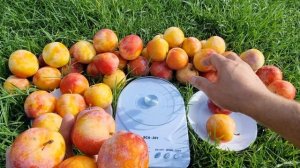 Слива Байрон Голд