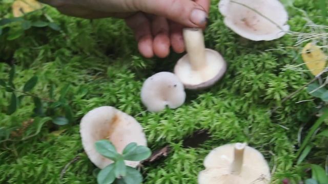 Млечник вялый - Lactarius vietus. смотреть онлайн