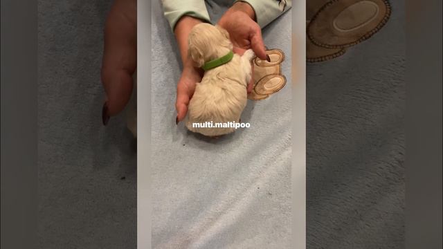 Пять плюшевых медвежат 🐶-maltipoo смотреть онлайн