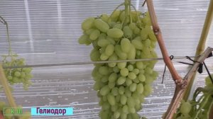 Виноград Беларуси.  Сорт винограда -кишмиш Гелиодор.