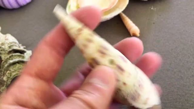 В мире ракушек. Что за странная ракушка?