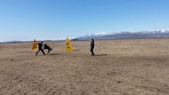 17.  выражено/перв ШТЭНЕНЛЕЙТ ЖЕЙСОН (Аксельбруннен Антей – Zyle Gelezinis Vilkas)