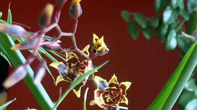 Fleur d'Orchidée en éclosion / Orchid flower in bloom смотреть онлайн