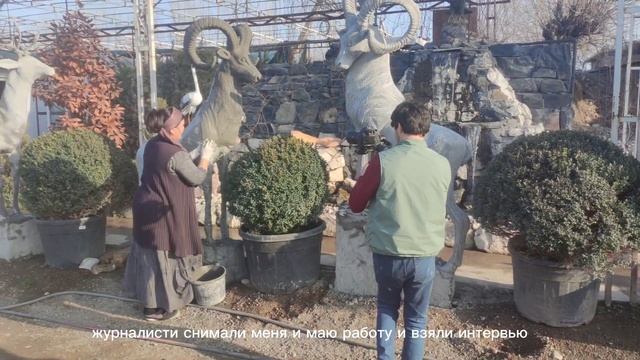 Скульптура горный баран из арт бетона сваими руками ?????? смотреть онлайн