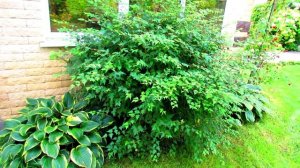 Стефанандра - декоративный кустарник | Про Сад с Любовью