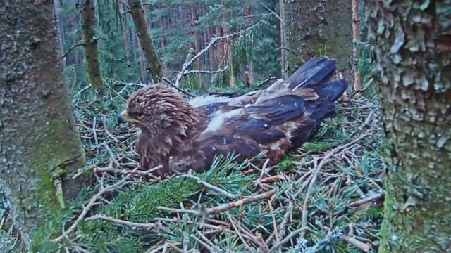 P5040621 - 4 мая 2020.8:06ч.Mazais ērglis/Малый орёл: окончание предыдущего видео смотреть онлайн