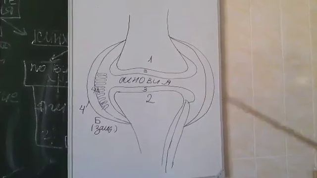 КЛАССИФИКАЦИЯ СОЕДИНЕНИЙ КОСТЕЙ