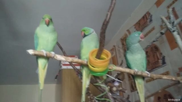 как ОПРЕДЕЛИТЬ ПОЛ ПОПУГАЯ. как ОТЛИЧИТЬ САМЦА ОТ САМКИ. ОТЛИЧИТЬ АлександрийскОГО и ожерелового смотреть онлайн