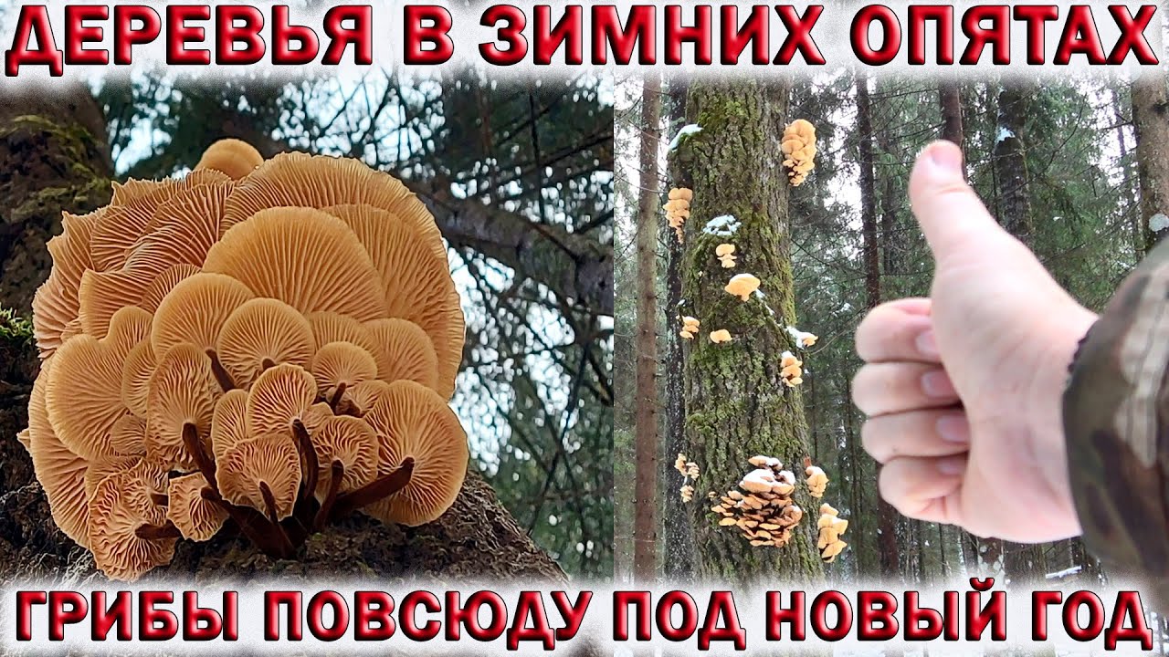 ?ГРИБЫ ПОВСЮДУ ПОД НОВЫЙ ГОД.?ДЕРЕВЬЯ В ЗИМНИХ ОПЯТАХ смотреть онлайн