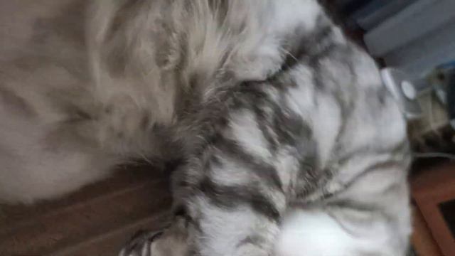 Толстая кошка Мася проснулась смотреть онлайн