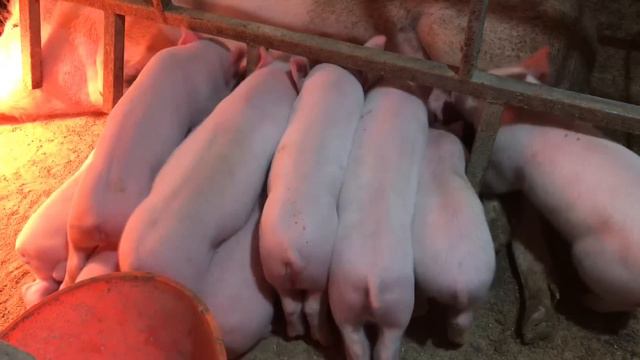 ЦІНИ на МАЛИХ ПОРОСЯТ, ПЕрший БАЗАР в 2024 смотреть онлайн