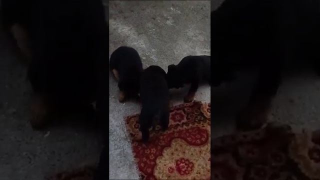 злой ротвейлер,маленький а характерный мальчуган смотреть онлайн