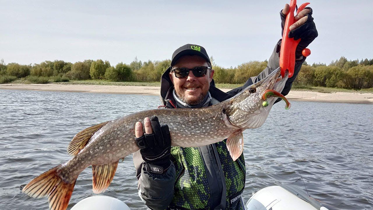 Ветлуга. Осень. Спиннинг. Джиг. Трофейная щука похода смотреть онлайн