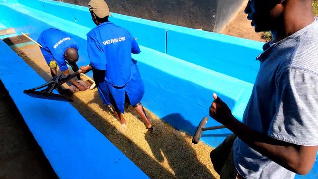 Кофе в Руанде. Мытая обработка, сушка, драй-милл. Rwanda coffee. смотреть онлайн