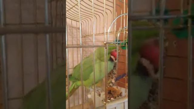 Ожереловый попугай Боня медитирует смотреть онлайн