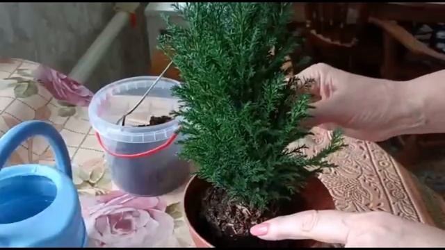 КИПАРИСОВИК. ПЕРЕСАДКА ПОСЛЕ ПОКУПКИ И УХОД смотреть онлайн