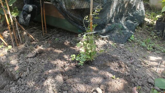 Čokoladna lozica - akebia quinata (Zimootporna puzavica lepih cvetova) смотреть онлайн