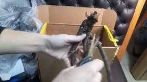 4 часть распаковки посылки с пионами от Пулков Сад 2022г.