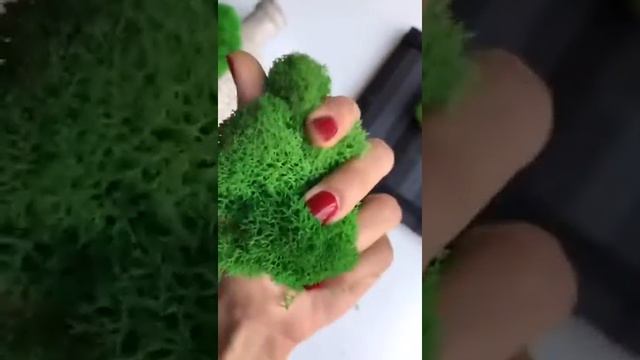 Стабилизированный мох