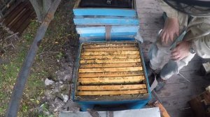 Самый быстрый способ Исправление семьи трутовки у нас на пасеке