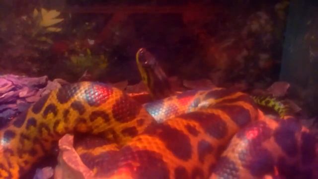 #Зоопарк, #Киев. #Остров_зверей. смотреть онлайн