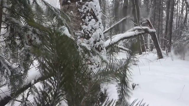 Лучшие ВЕНИКИ для лучших БАНЬ! Лесная ЗЕМЛЯНКА! Снежный ЧЕЛОВЕК существует))) смотреть онлайн
