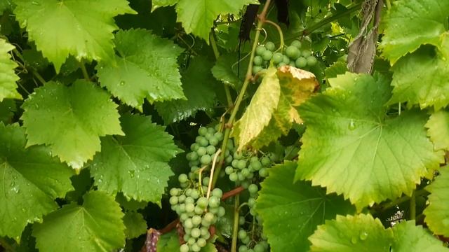 Слива поспела, но плодов мало смотреть онлайн