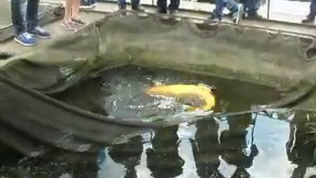 Огромный толстолобик-альбинос на Хмельницкой АЭС смотреть онлайн