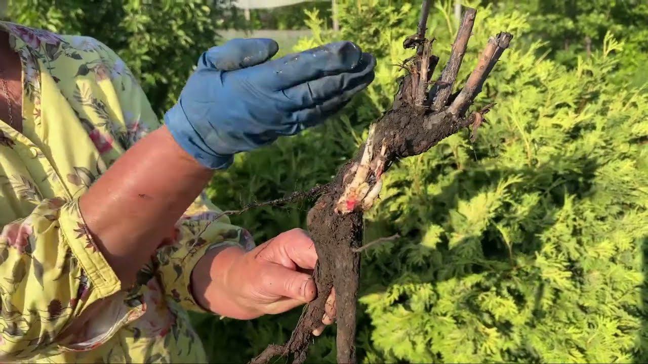 Как правильно сажать розы в Сибири?