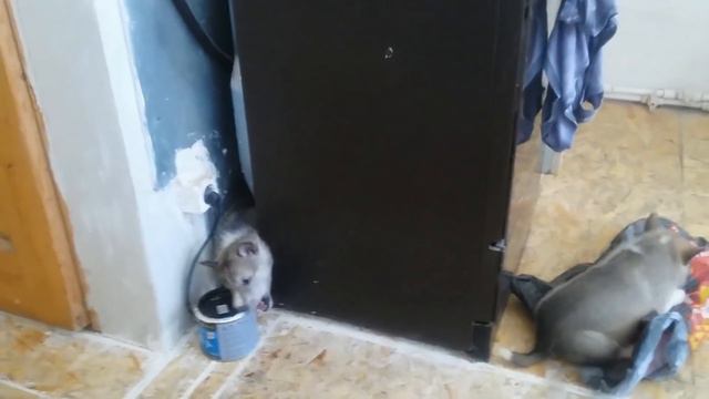 щенки З.С.лайки рождённые 26.01.19 г. и их развитие смотреть онлайн