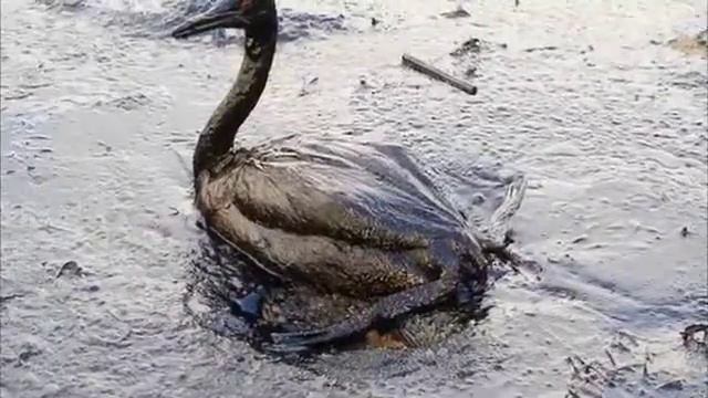 Опасность разлива нефти