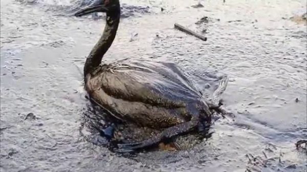 Опасность разлива нефти