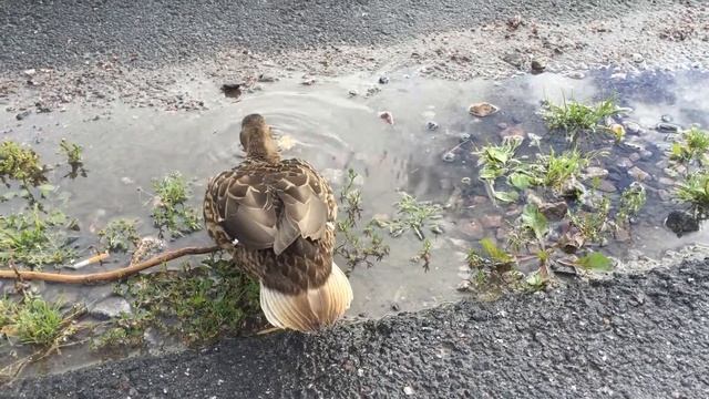 Кормим дикую уточку. Символ нашего канала))!!! Дикая утка. смотреть онлайн